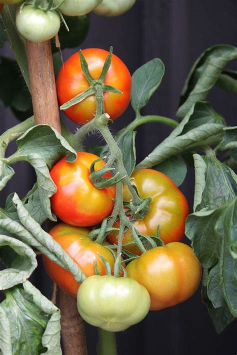 Odla tomater från frö